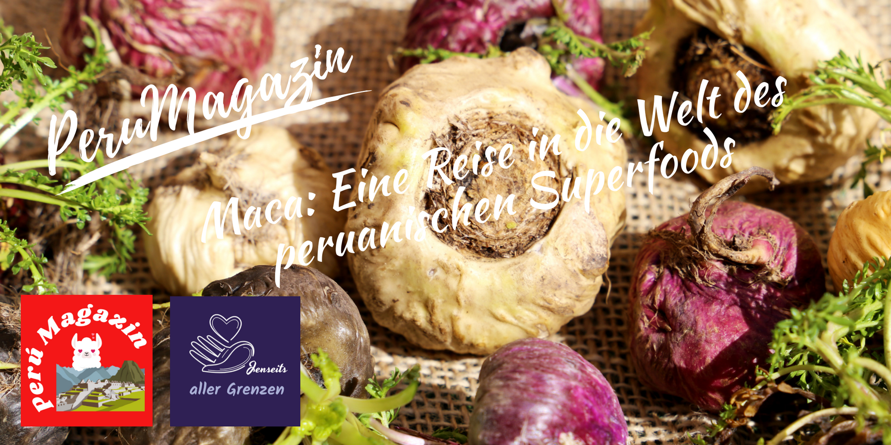 Maca: Eine Reise in die Welt des peruanischen Superfoods