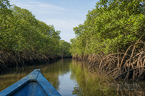 Santuario Nacional Los Manglares de Tumbes