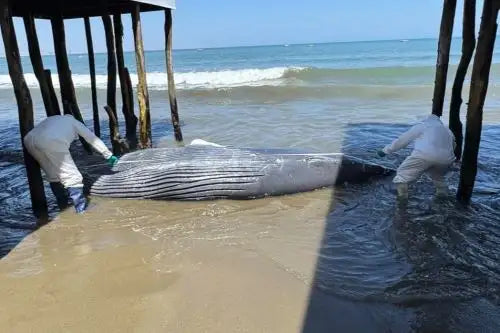 Junger Buckelwal bei Colán in Piura gestrandet