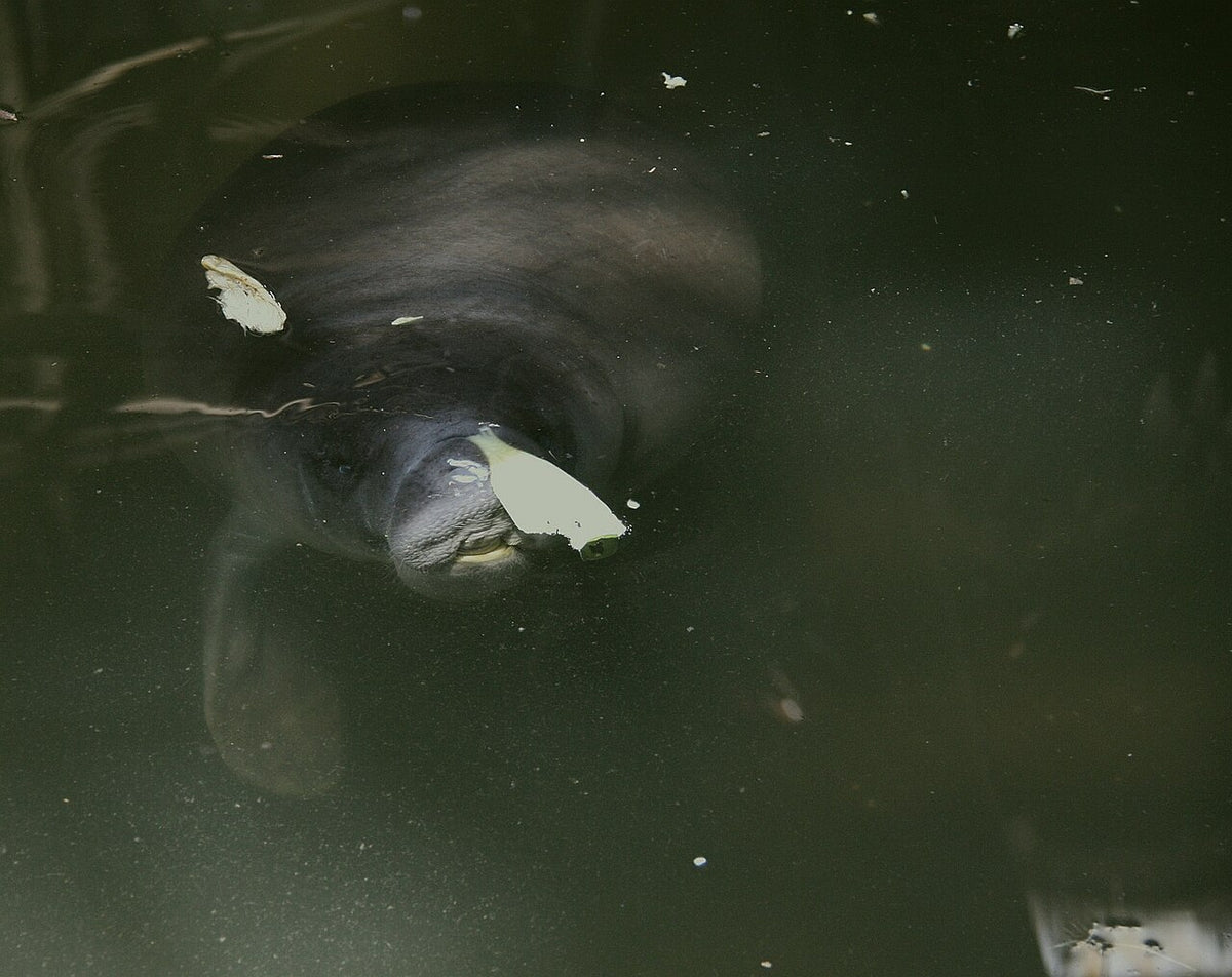 Amazonas-Manati als heutiger Verwandter des fossilen Manati-Fundes aus Loreto