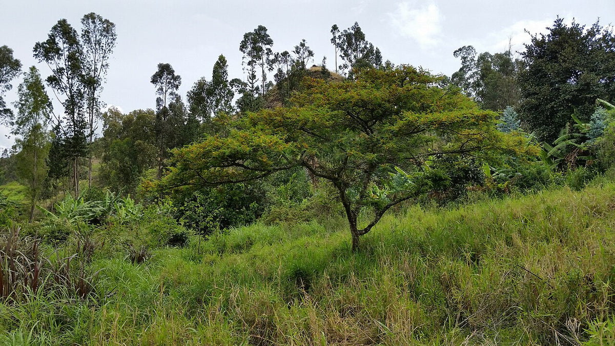 Páramo-Landschaft in Huancabamba, Piura – Lebensraum der als Bubo jalca beschriebenen Eule