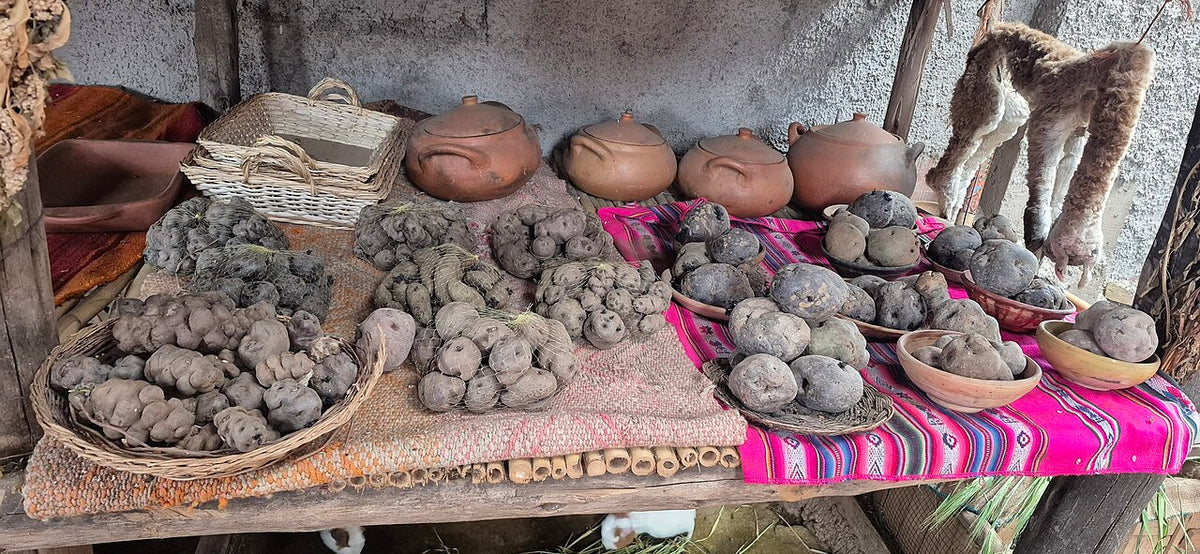 Verschiedene native Kartoffelsorten aus der Andenregion Perus