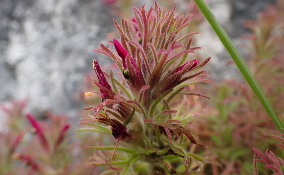 Castilleja isidoroi – neu beschriebene Pflanzenart aus Amazonas und Cajamarca in Nordperu