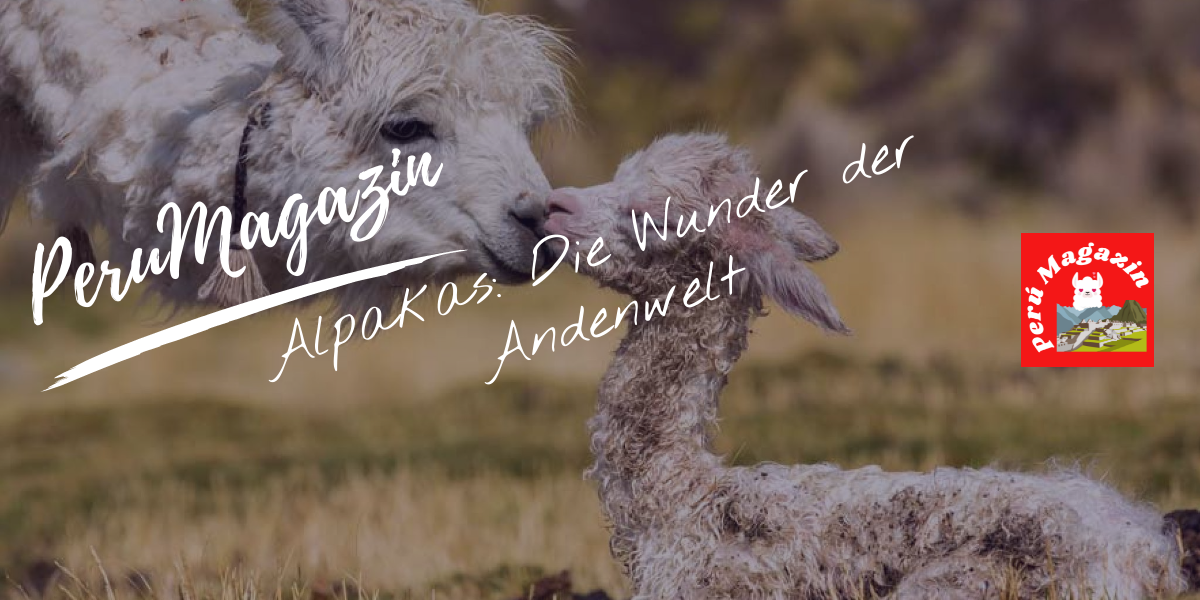 Alpakas: Die Wunder der Andenwelt