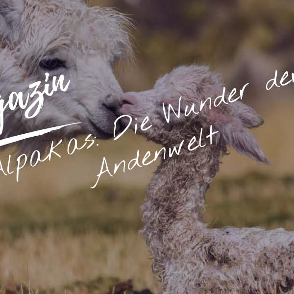 Alpakas: Die Wunder der Andenwelt