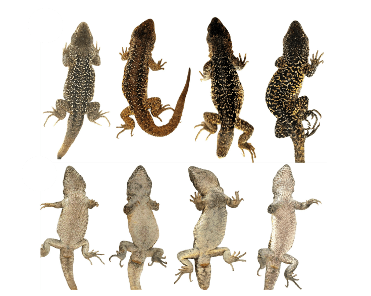 Liolaemus arequipensis – neu beschriebene Eidechsenart aus den Hochanden von Arequipa in Peru