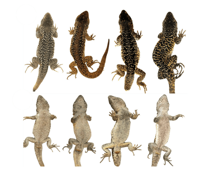 Liolaemus arequipensis – neu beschriebene Eidechsenart aus den Hochanden von Arequipa in Peru