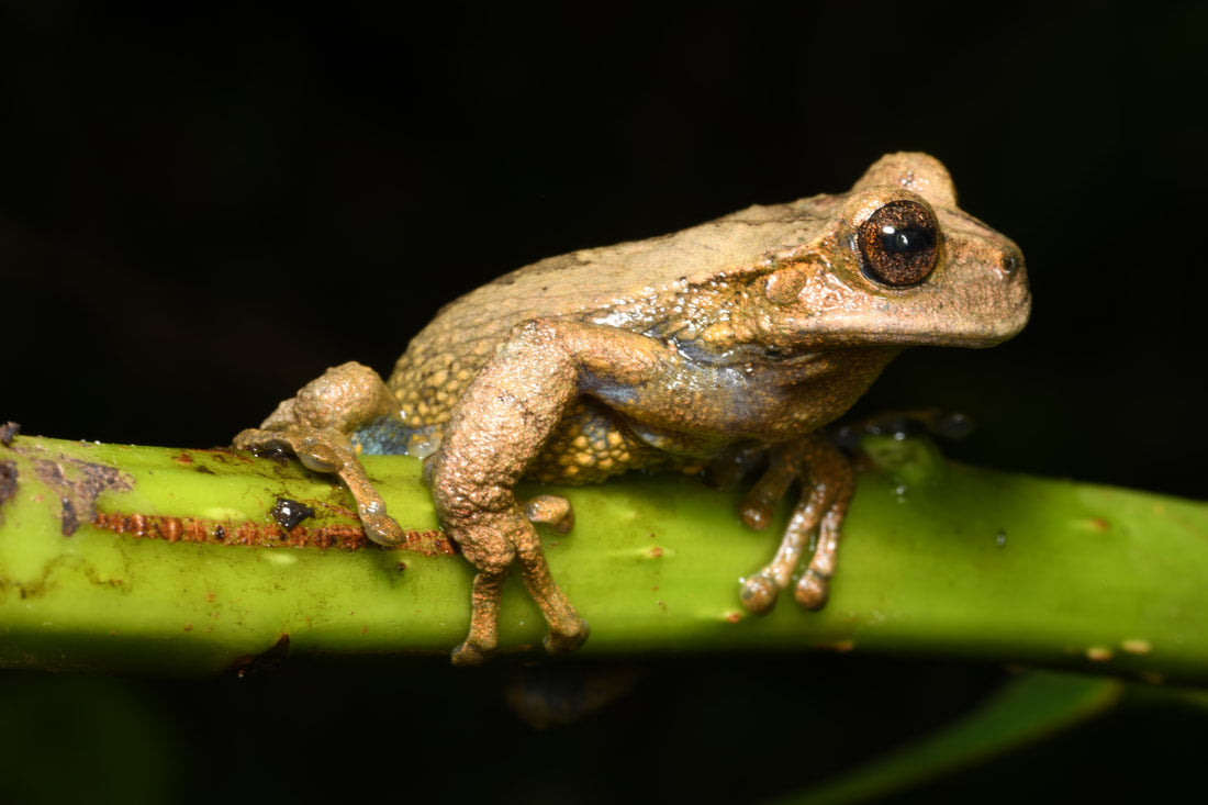 Gastrotheca amaru, neu beschriebene Beutelfroschart aus Huancavelica in Peru