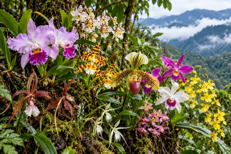 Scoperta sensazionale nella foresta pluviale! I ricercatori scoprono un'orchidea sconosciuta in Perù