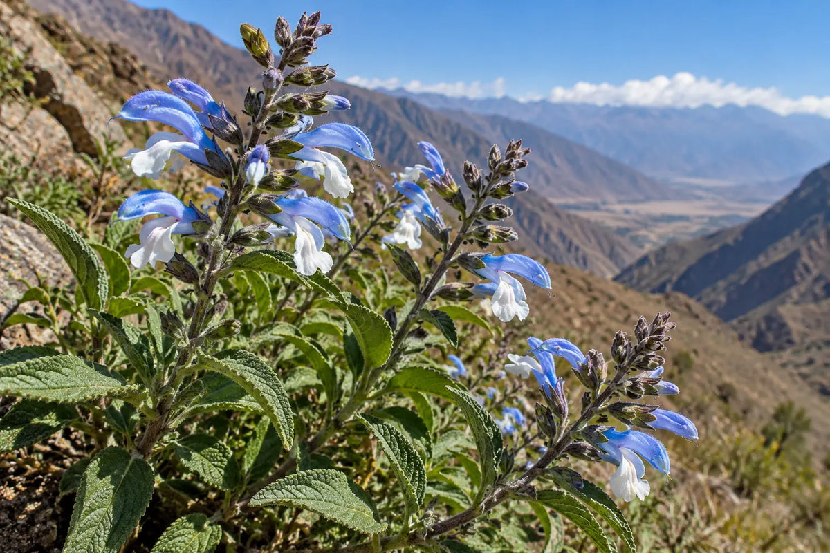 Illustration der Salvia messii mit blau-weißen Blüten in den peruanischen Anden