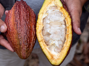 Kaburoh Amazonia Kakao, weitere Produktansicht